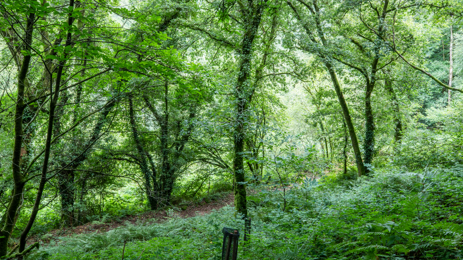 La forêt de Carnoët est une forêt domaniale de 760 ha située en Finistère sud.